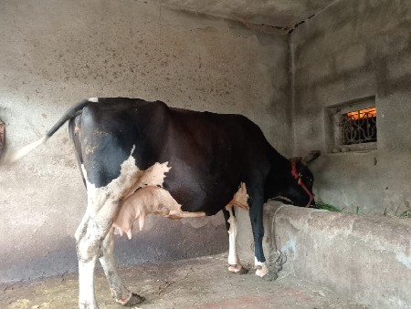 ગાયવેસવાનીસે