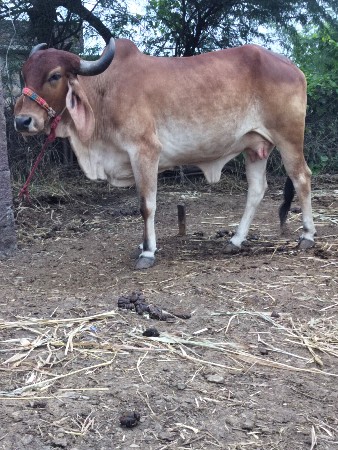 ગાય દેવાનિછે