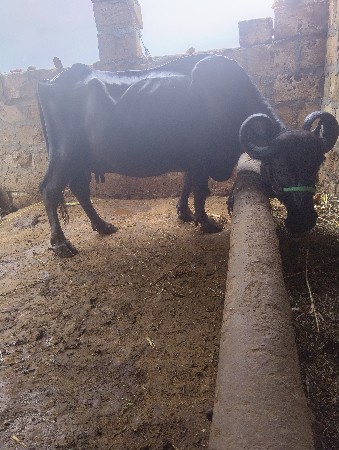 ભેંશ વેશવા ની છે