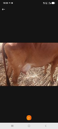 ગાય વેચવા ની પેલું વેતર વાણી છે
