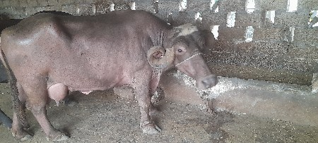 ભેસ વેચવાની છે