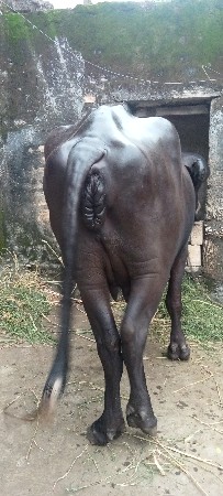 વેસાવાંની
