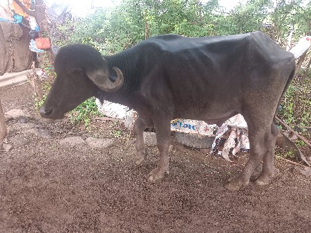 પાડો વેચવાનો. છે