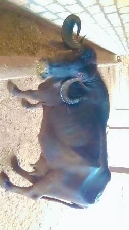 આ ભેંશ વેચવાની છે ત્રણ અસાર