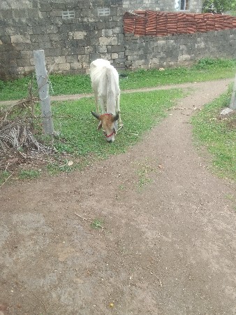 બળદ વેચવાના છે
