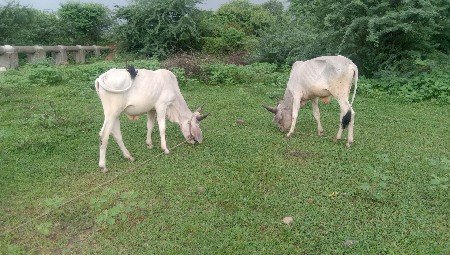 Jila Junagarh Taluka