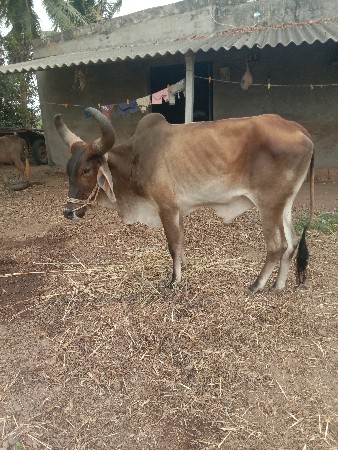 ગોધલા બળદ વેચવાના છે