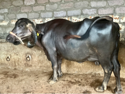 ભેસ વેચવાની છે વ્યાનલ