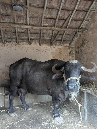 ભેંશ વેચવા ની છે