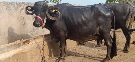 વેચવાની સે