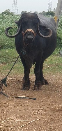 ભૈસ