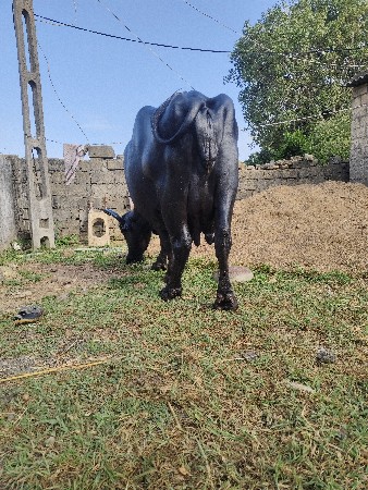 ભેંસ