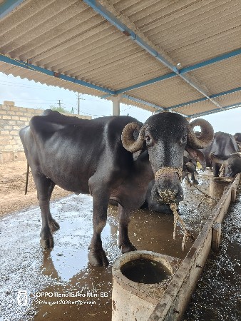 ભેંસ વેચવાની સે