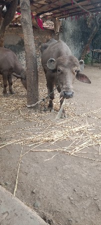 ખડેલા વેસવાના છે