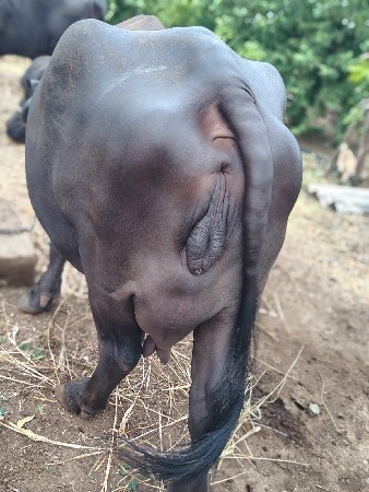 વેચવાની છે