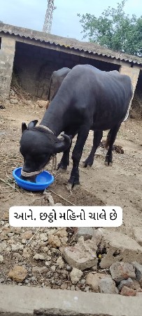ખડાઈ