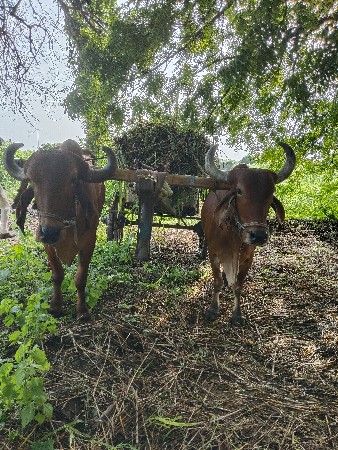 વેચવાના છે