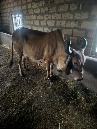 ગાય વેચવાની છે