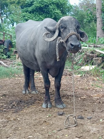 બે ખડેલી વેચવાની છે