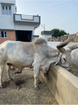 વેસવાનો  છે  ફુલ જવાબદારી