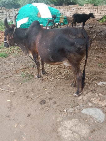 ગાય વેચવાની છે