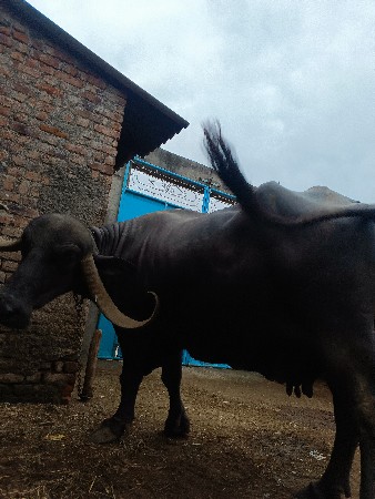 ભેંસ વેચવાની છે