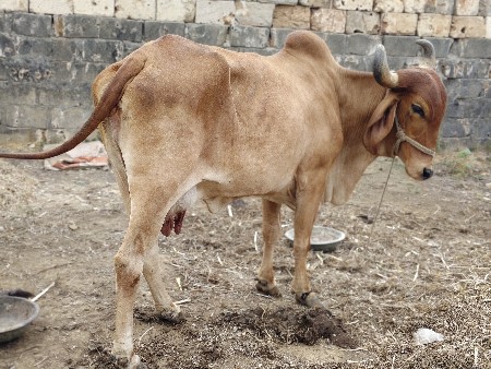 ગાય વેચવાની છે