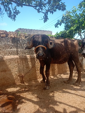 ખંડેલી વેસવાની છે