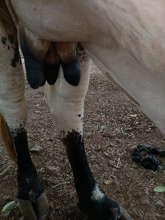gir gay vechavani se.veter 2