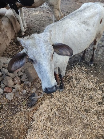ગાય વેચવાની છે