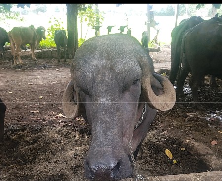 ખડેલી વેચવાની છે