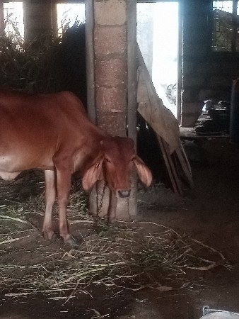 વાછડી વેચવાની છે