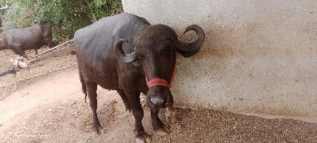 રામભાઈ ડાભી