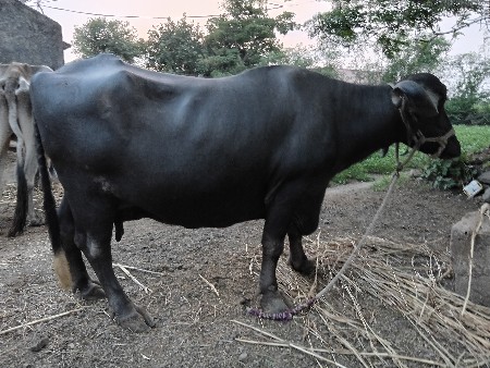 ભેંસ