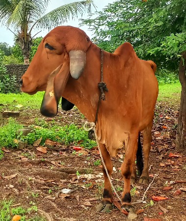 ગીર હોડકી વેચવાની છે
