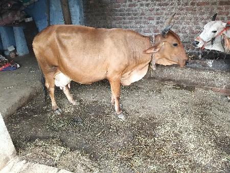જર્સી ગાઇ વેસવાની સે