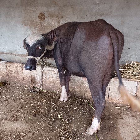 ખંખેરી વેચવાની છે