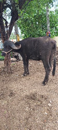 બે વર્ષ