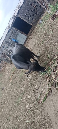 ભેંસ વેચવાની છે