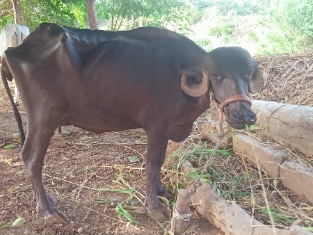 ભેંશ વેચવાની છે