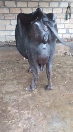 ભેસ
