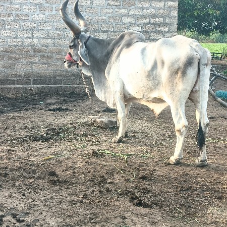 બરધ વેસવાના છે
