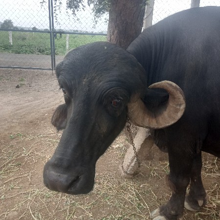 વેચવાની છે