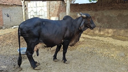 ગાય વેચવાની છે.