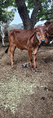 gir kabari