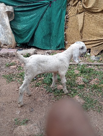 બકરો