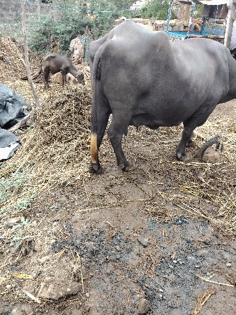 દોઢ મહિનાની કાચી