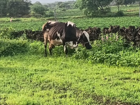 hf ગાય દેવાની ચે