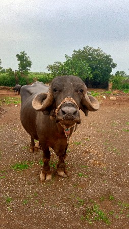 ભેંસ વેચવાની છે