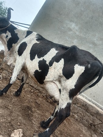 ગાય વેચવાની છે